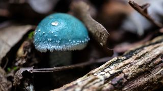 small blue mushroom growing in forest