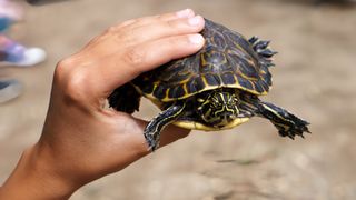 Child's hand holding turtle at conservation center