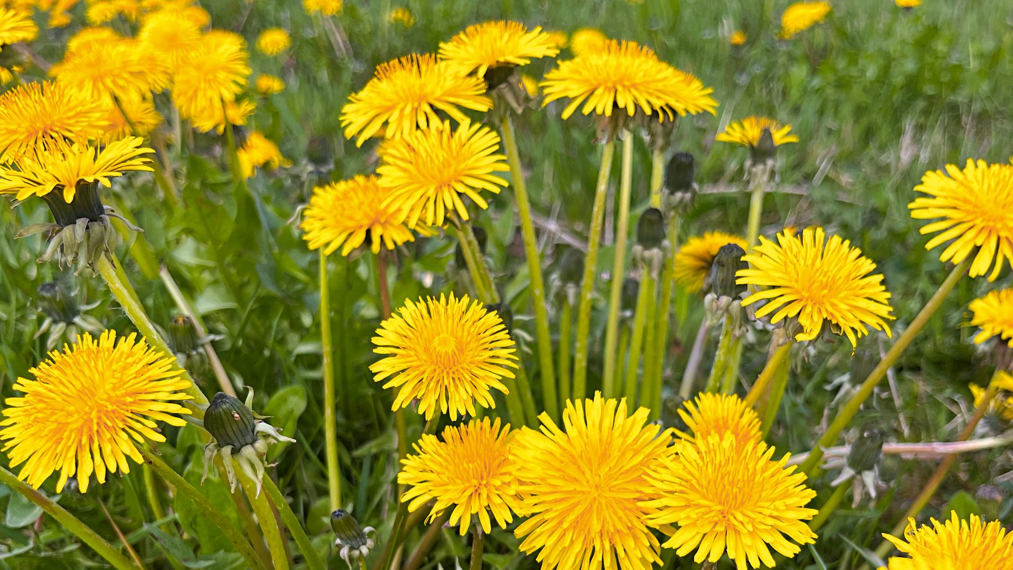 Dandelions in grass