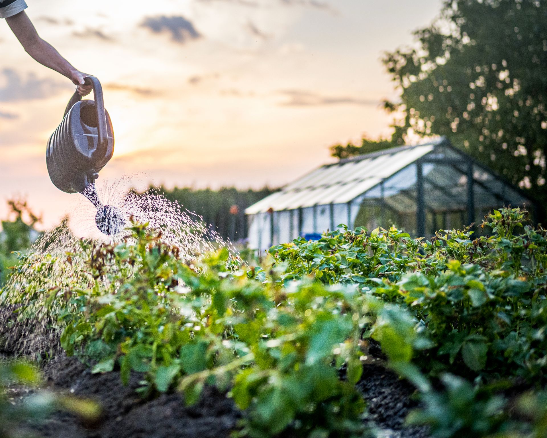 woman's arm watering field of potatoes with watering can