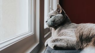 A Russian blue cat peacefully gazes out of a window