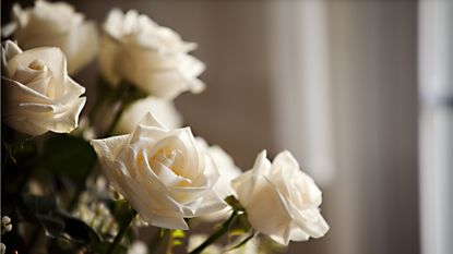 Cut white roses gathered in a vase by a window. 