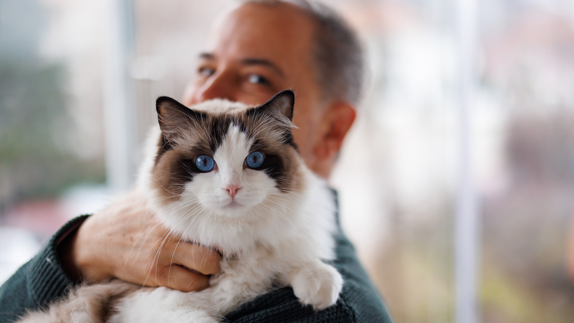Man holding ragdoll cat