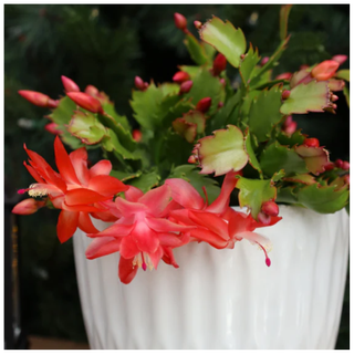 Orange Christmas Cactus from Lively Root