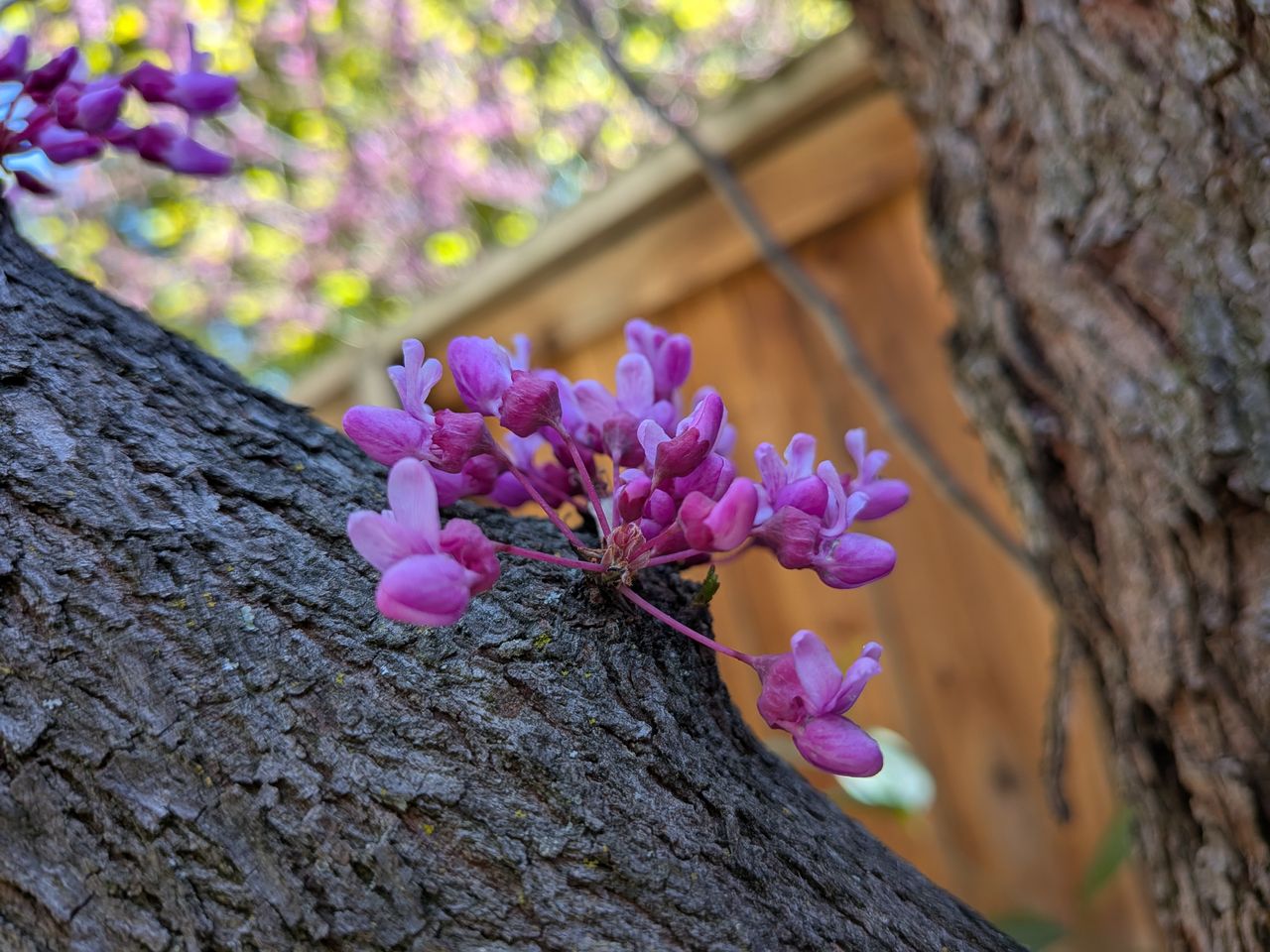 A Google Pixel 9a camera sample showing a close-up of purple buds on tree bark using Macro Focus.