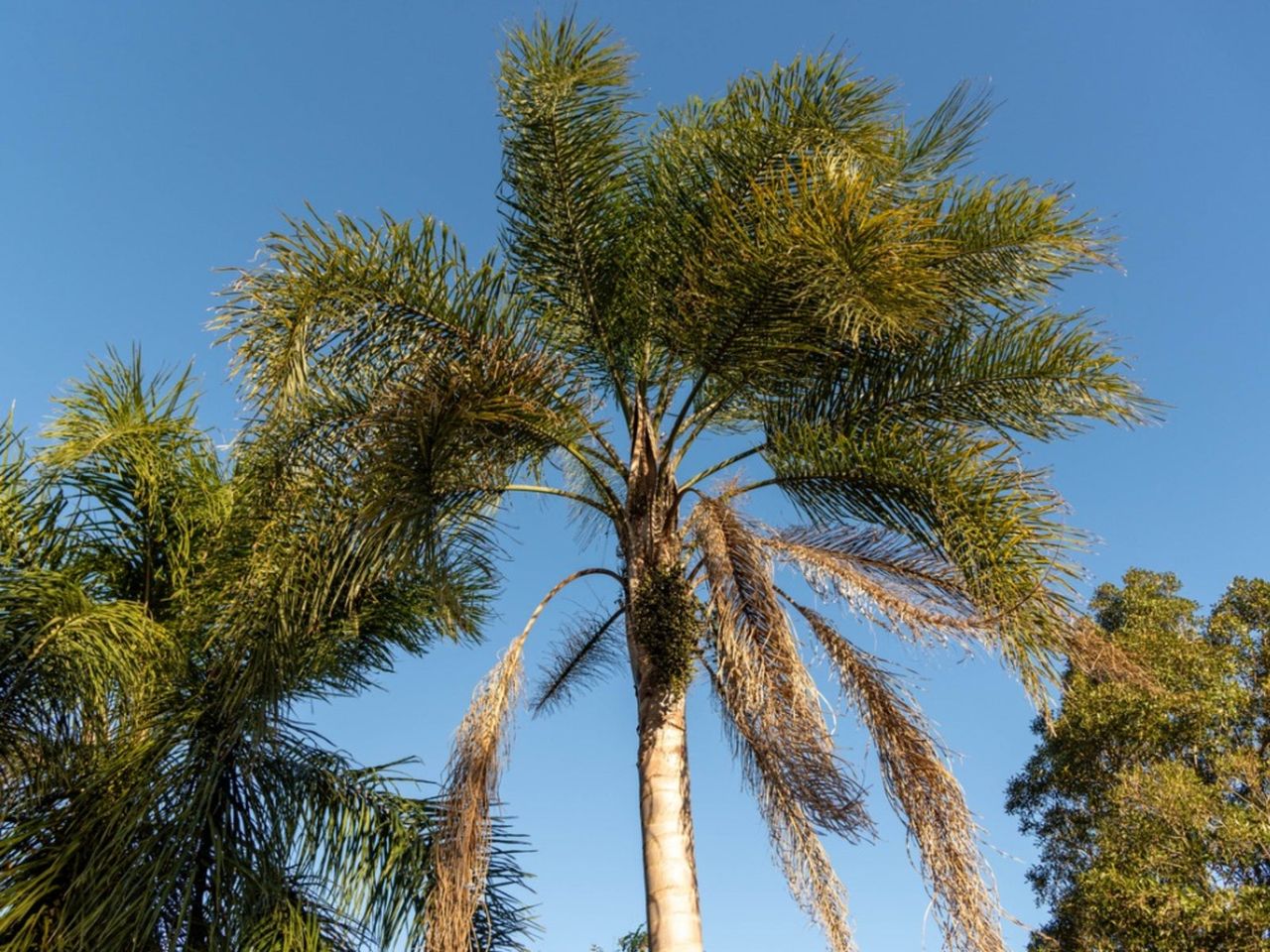 Tall Queen Palm Trees