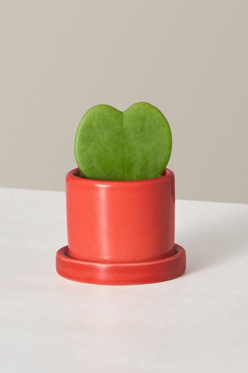 The Sill Hoya Heart Plant