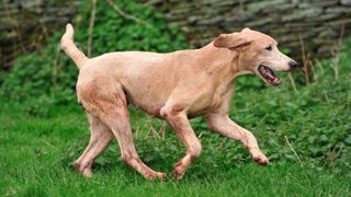 Harrier scent hound from the Dartvale and South Pool harrier pack