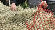If you're wondering When is this year&rsquo;s hay safe to feed, then this advice may help