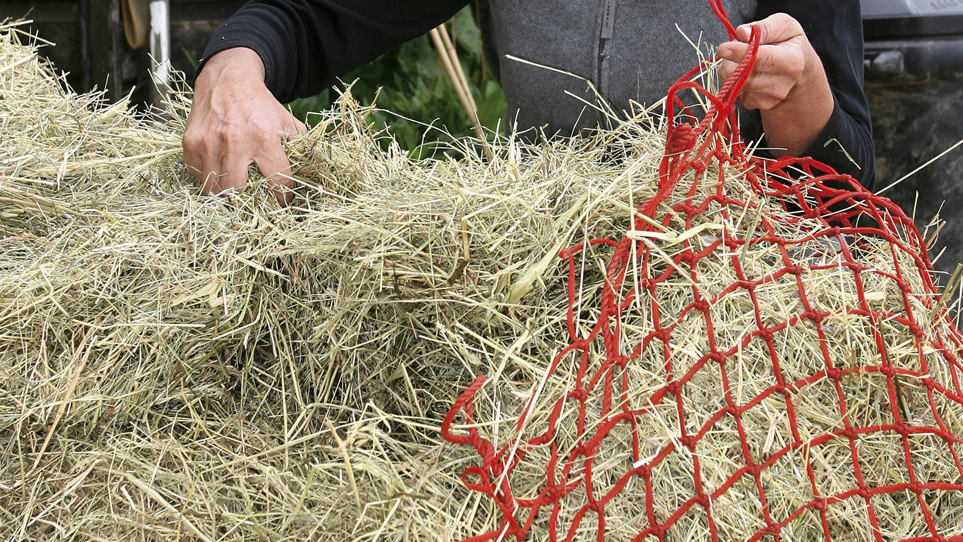 If you're wondering When is this year&rsquo;s hay safe to feed, then this advice may help