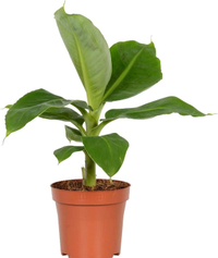 6 inch banana plant from Amazon