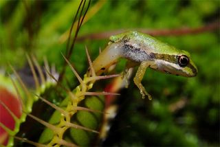 Venus flytrap devouring a frog
