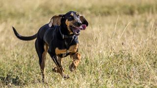 Bloodhound running