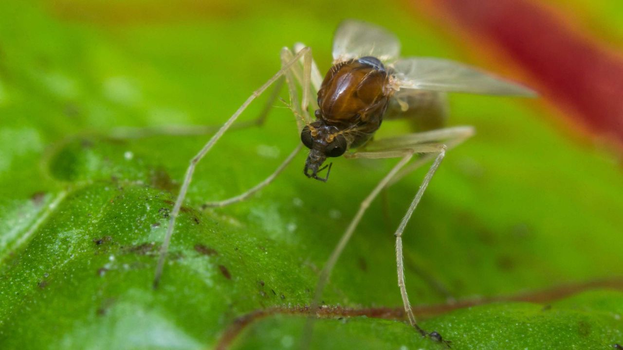 sand fly Ceratopogonidae