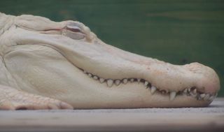 albino Crocodile