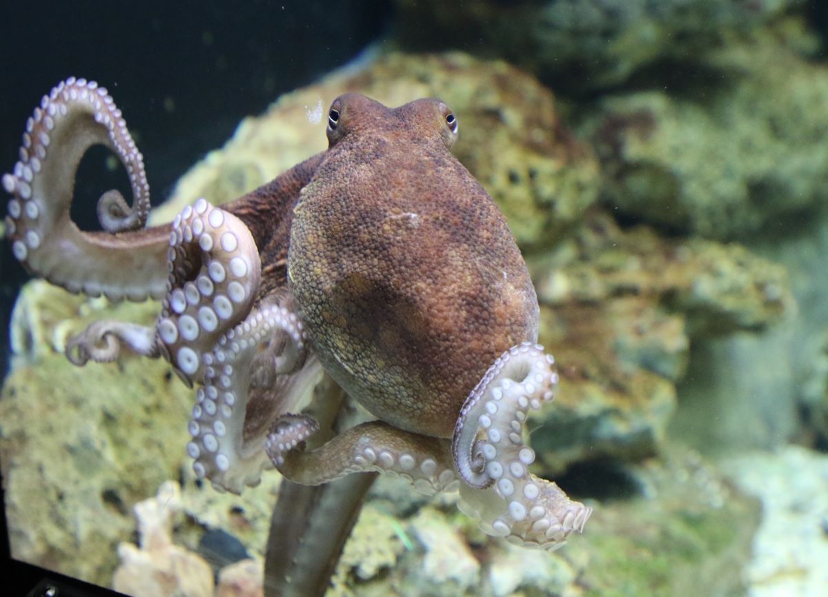 'Male' Octopus Hatches 10,000 Teensy Babies in Surprise Birth Live