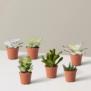 The Sill succulent assortment