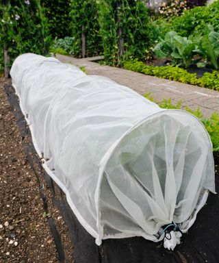 covered plants to protect from pests