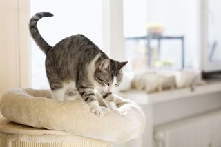 Cat kneading cushion