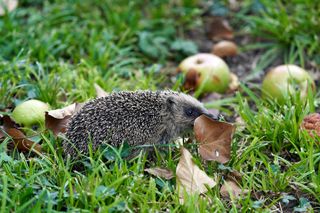hedgehog house: hedgehog foraging around fallen leaves and apples Unsplash/Wolfgang Hasselmann