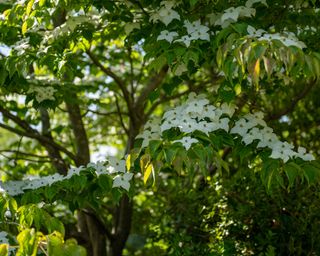 cream flowers on a Cornus Kousa tree in early summer
