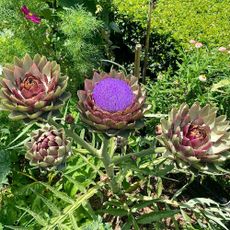 Horizontal landscape of heirloom artichoke with buds of violets purple Romagna globe growing in organic vegetable garden bed in summer country garden