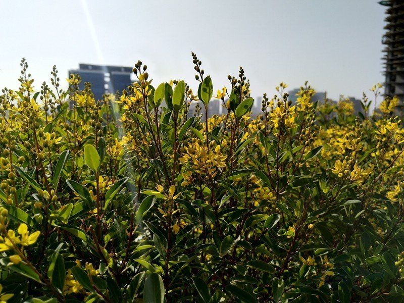 Nokia 7 Plus camera sample