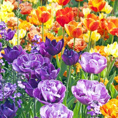 purple, orange and yellow tulip bulbs flowering in spring