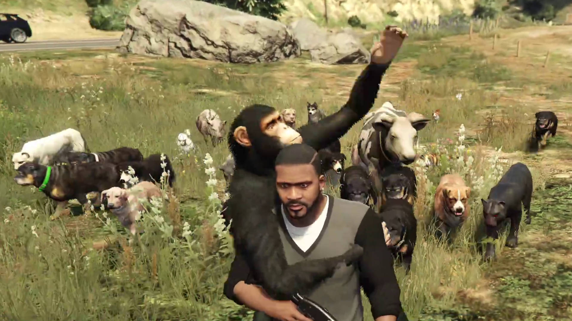 Franklin, accompanied by a large herd of animals.