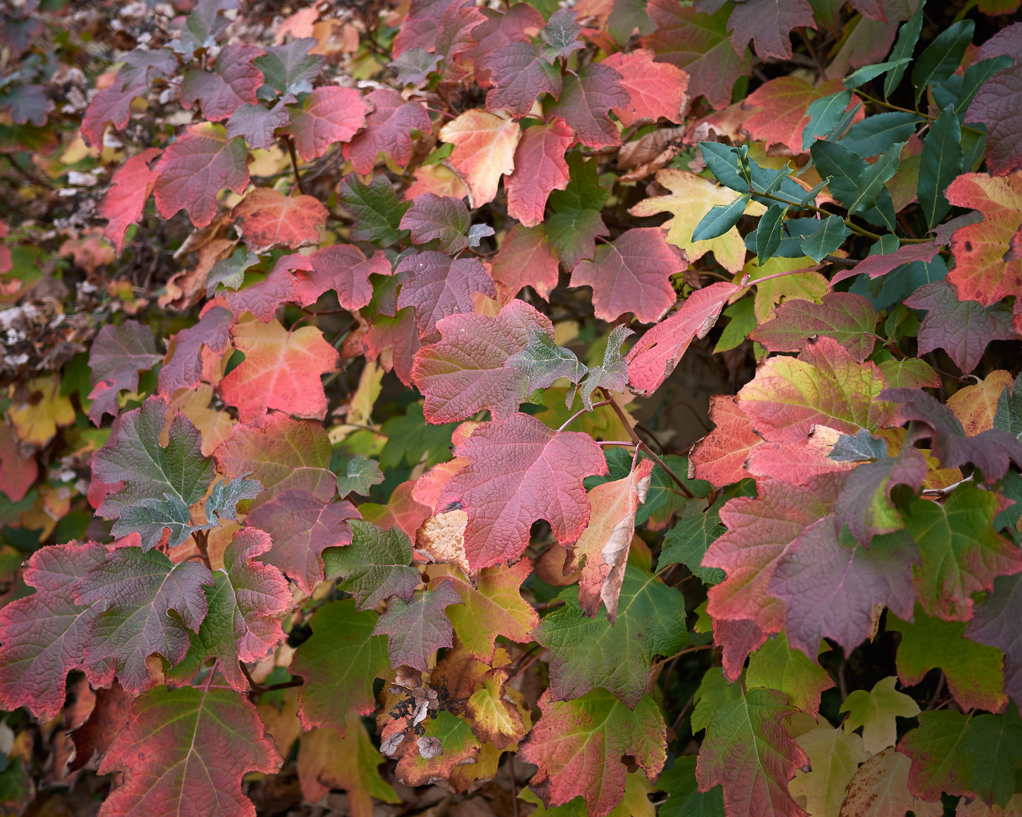 Red fall foliage of oakleaf hydrangea