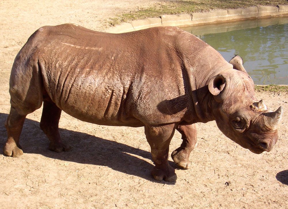 Jimma the black rhino is now a resident of the Windy City.