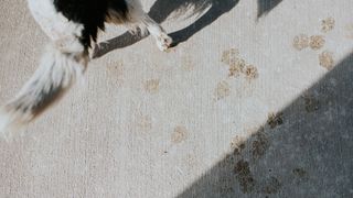 A dog leaves muddy pawprints on a carpet