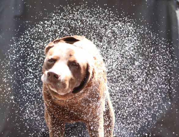 A dog shaking water off.