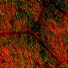 cilia, reproductive process