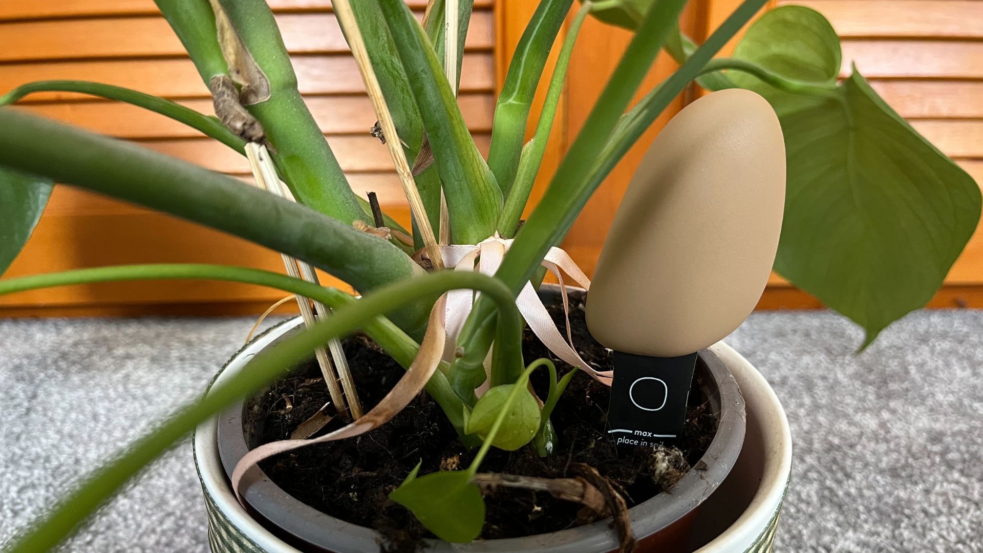 picture of pebble in the pot of my monstera