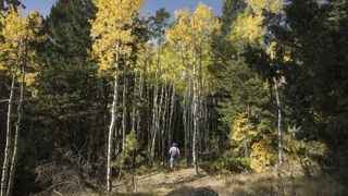 A man running on a forest trail in Colorado in the fall