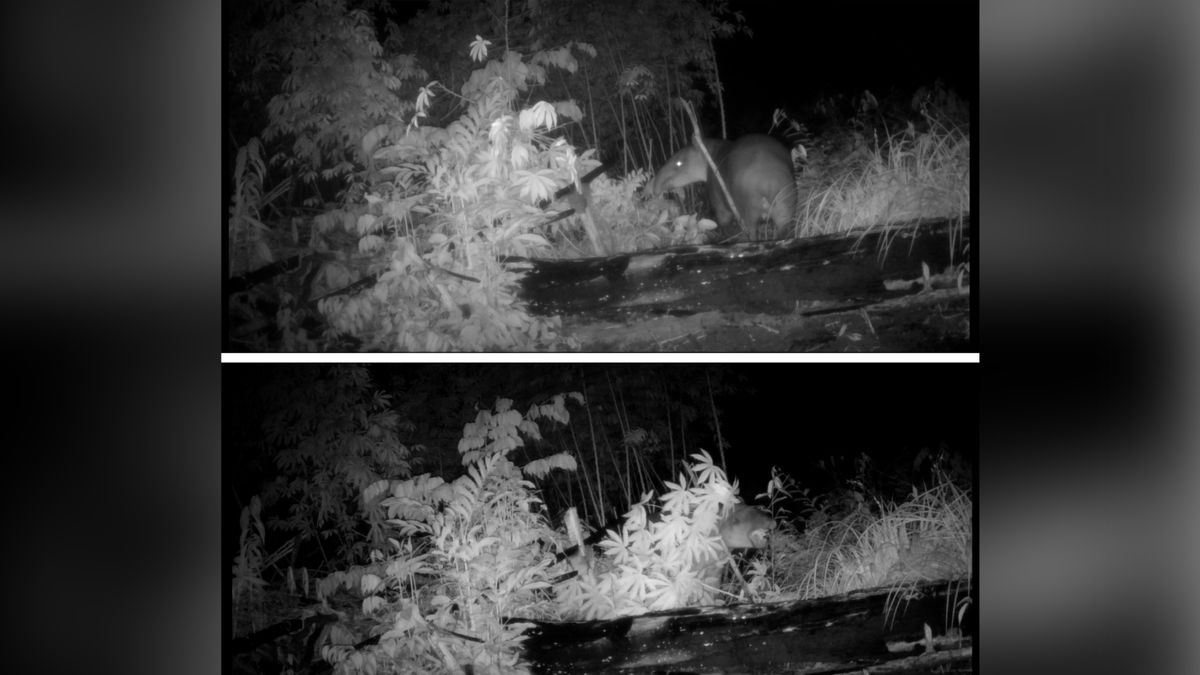 Camera trap footage.