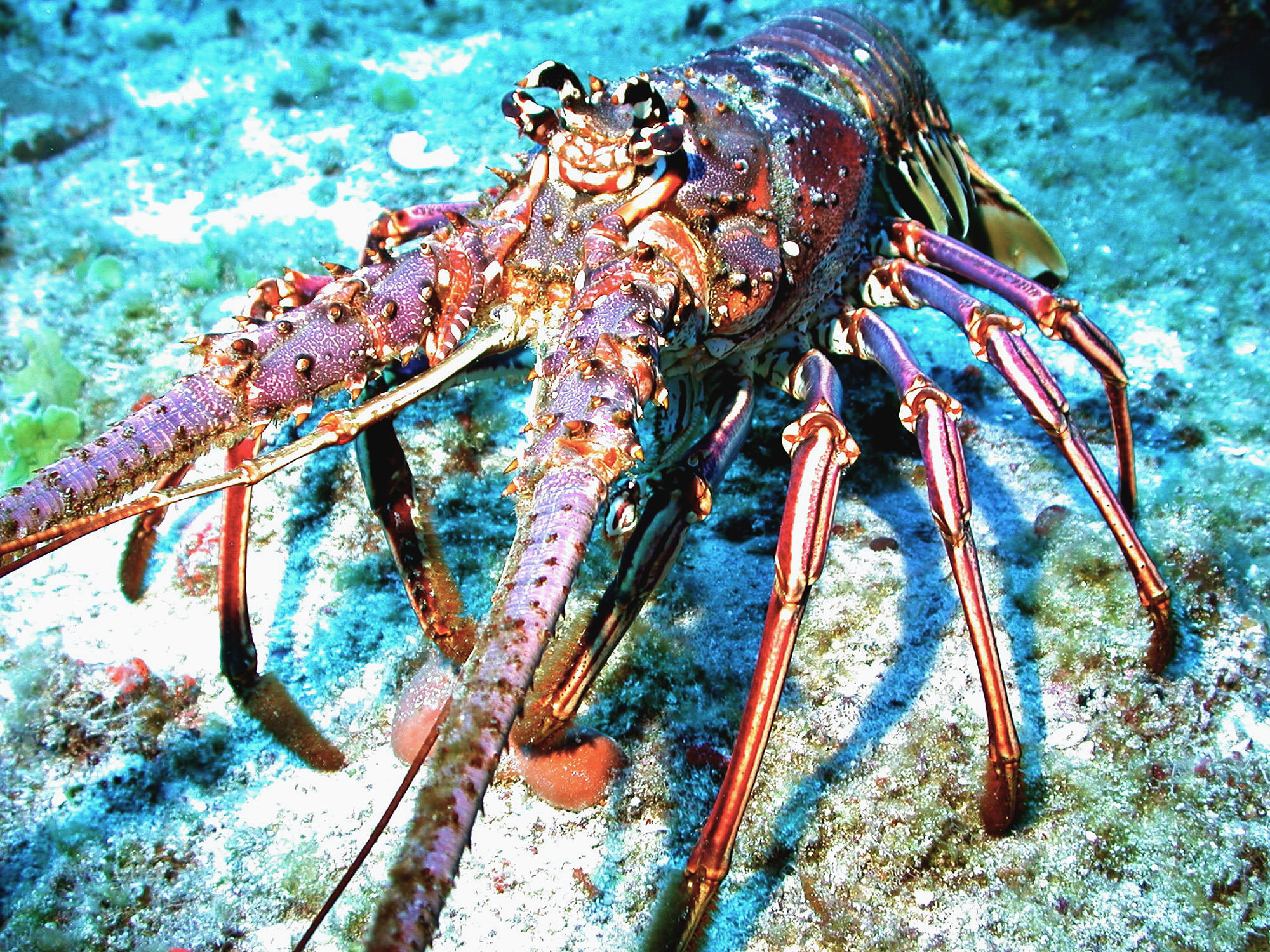 Caribbean Spiny Lobster