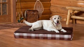 Yellow labrador lying on a dog bed in a log cabin.