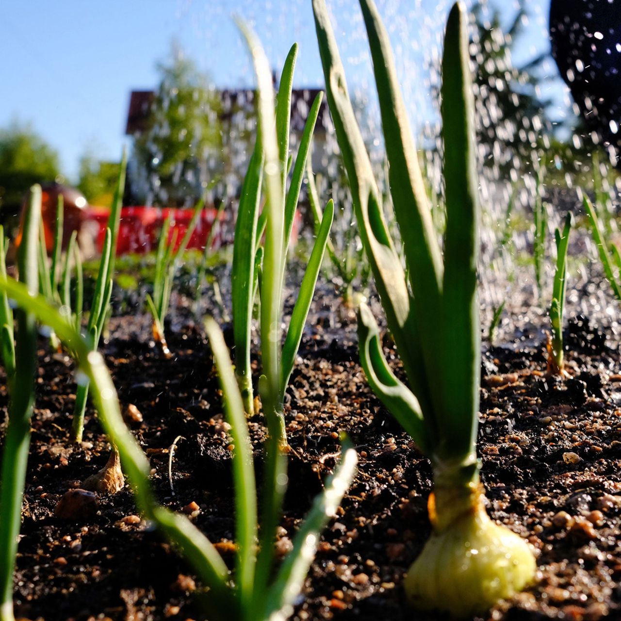 Onion Bulbs In Garden Bed