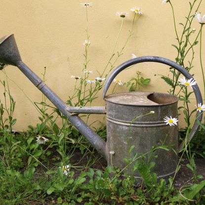 watering can with daisies in backyard