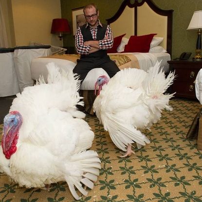 Last year's pardoned turkeys, Mac and Cheese, in their hotel suite