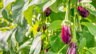 Eggplants growing on a green plant