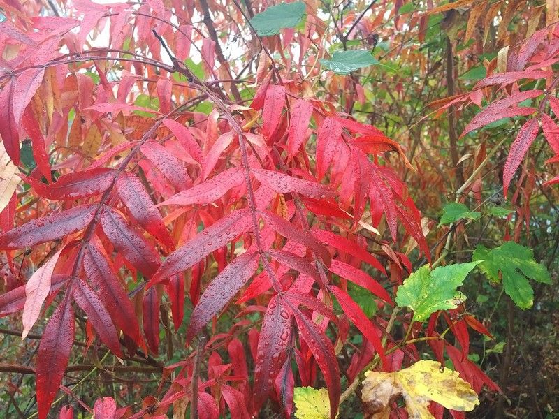 BlackBerry Priv camera sample