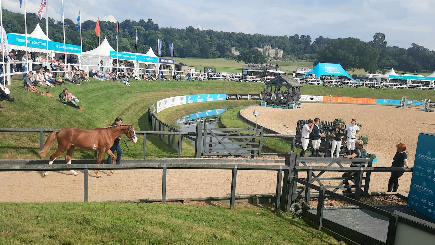 Yearling Bolesworth