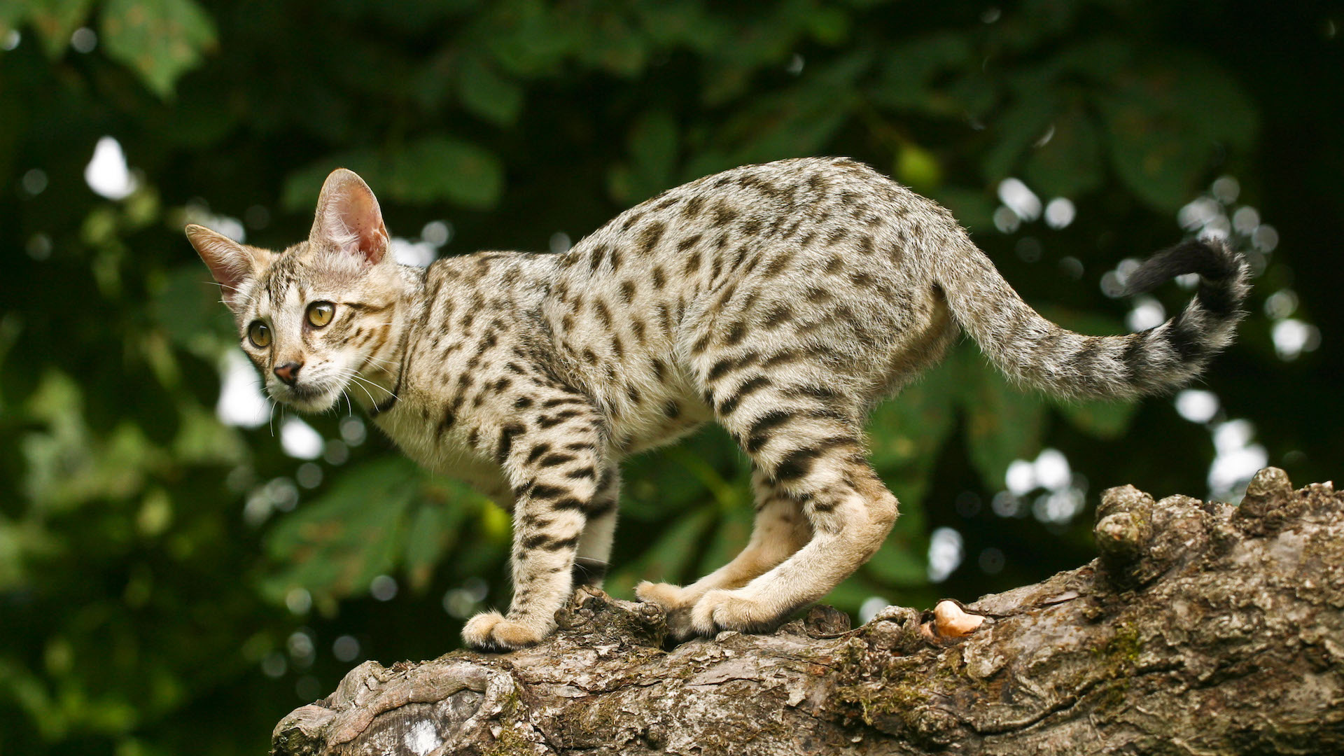 Savannah cat on tree trunk