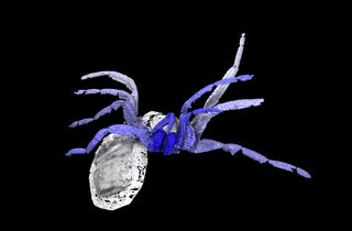 <em>Idmonarachne brasieri</em> gets its name from Idmon, the father of Arachne.