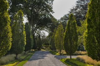 tree landscaping ideas with tall hornbeam trees pruned into shape lining a gravel path