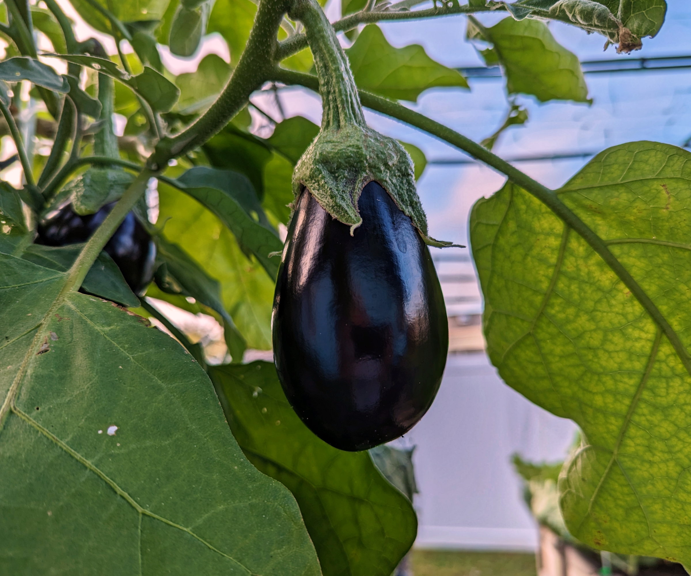 A large, dark, ripe eggplant is developing on a plant in a greenhouse