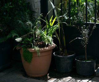 Plants in pots in a shady garden spot